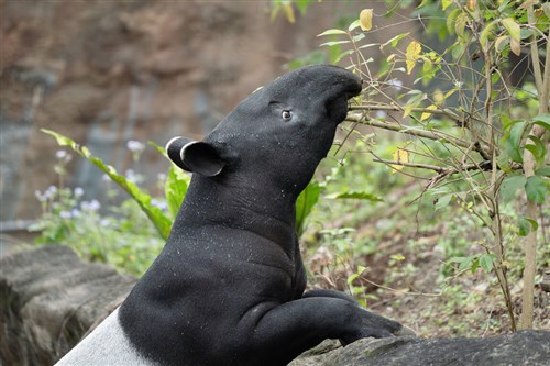 台北市立動物園のマレーバク、繁殖のためシンガポール動物園へ　「新しい家族を築いて」