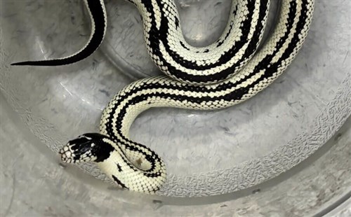 台北メトロの車内にヘビ　ペットか　飼い主見つかれば過料科す方針／台湾