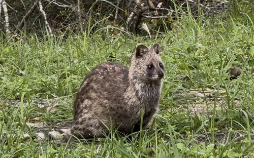 北部の水がめ「翡翠ダム」でジャコウネコ初確認　環境保全の成果象徴　