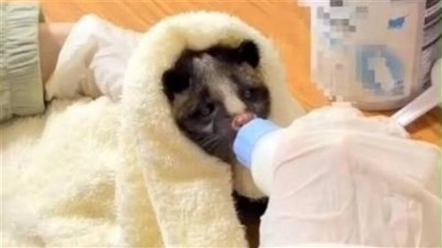 民家の天井裏でハクビシンの幼獣発見　母親見つからず　苗栗県職員が代わりに哺乳