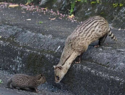 翡翠ダムのジャコウネコ、今度は子連れで発見　台湾北部の水がめ、初確認されたばかり
