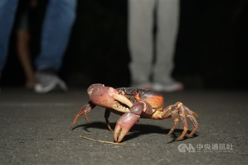 台湾南部の離島でカニの繁殖シーズン　車にひかれないよう交通規制も