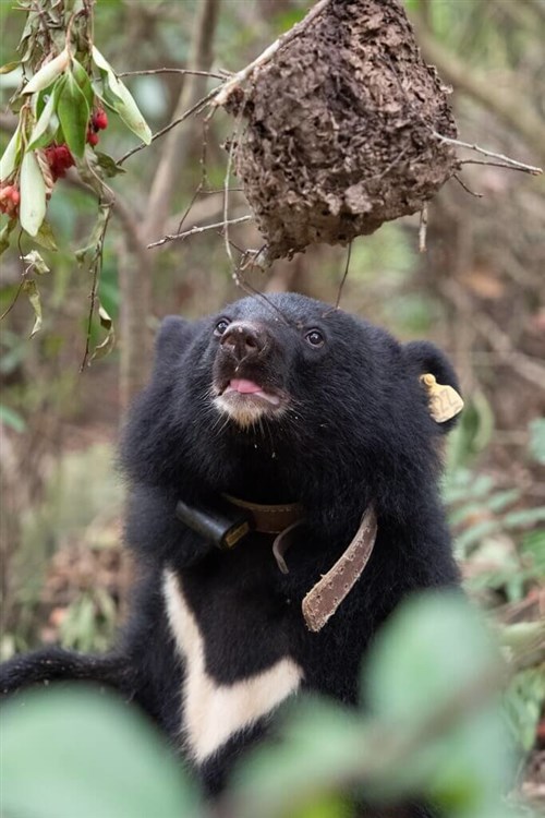 台湾ツキノワグマと生きるには　保護と安全確保どう両立　専門家「日本の例参考に」