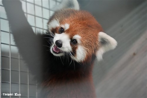 上海動物園のレッサーパンダ2頭　台北市立動物園に到着　動物交流の一環で／台湾