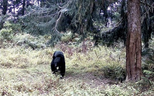 台湾・阿里山でタイワンツキノワグマの出没相次ぐ　個体群が定着か