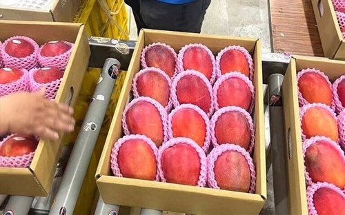 台湾産マンゴーとライチ、第1陣が英国に到着　低温輸送でおいしさを現地の消費者に