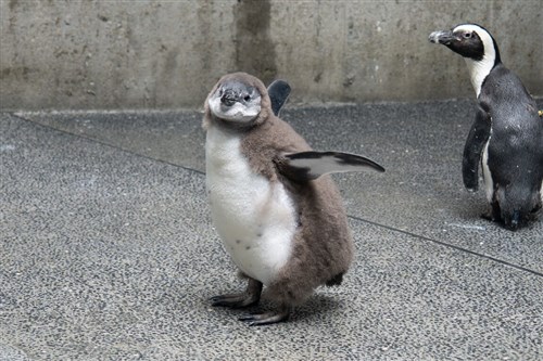 台北市立動物園でケープペンギンのベビーラッシュ　1カ月半で6羽が人工ふ化／台湾