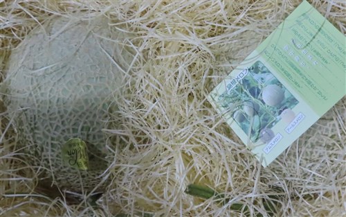 日本から輸入のメロンやもずく　水際検査で不合格／台湾