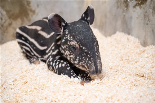 台北の動物園に新たな仲間　マレーバクのPutri、女の子を無事出産