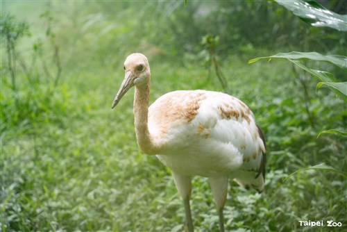 タンチョウの幼鳥、すくすく成長　台北市立動物園　徐々に成鳥の羽に／台湾