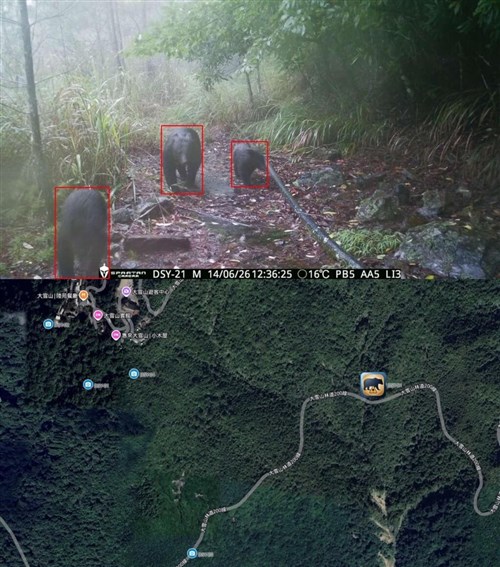 台湾でヒトとクマの遭遇が増加傾向　林保署、放獣個体の追跡映像公開　食物の適切な処理呼びかけ