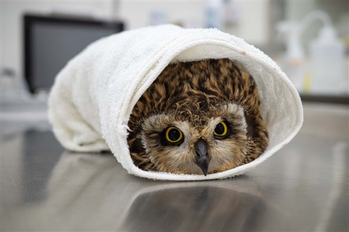 救護された野鳥に寄付者が命名　離島・金門の野生動物保護団体「つながり深める」