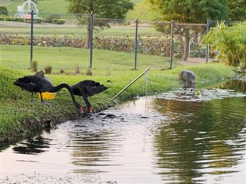 公園のコクチョウ、魚に餌を「お裾分け」／台湾・台中