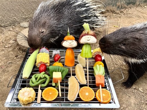 高雄市の動物園、動物たちに中秋節の「ごちそう」　ブンタンや野菜の串刺しも