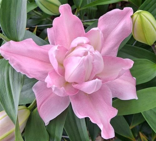 阿里山・樂野集落でユリが見頃　約1カ月のフラワーシーズン　カラフルな花畑