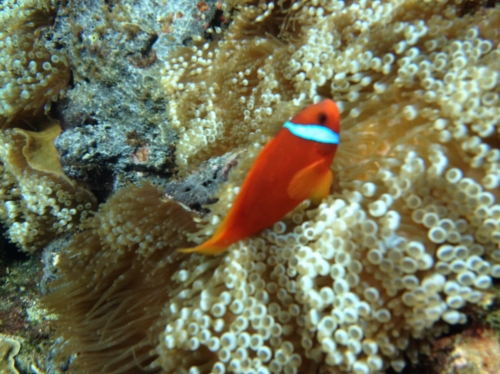 透き通った海でシュノーケリング
