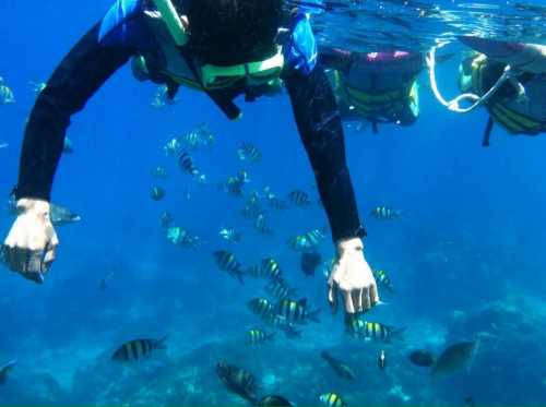 様々な種類の美しい魚たちがすぐ目の前に