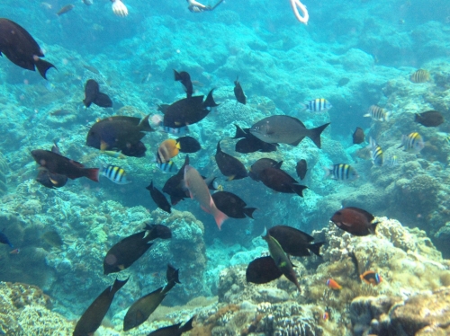 たくさんの魚の群れ