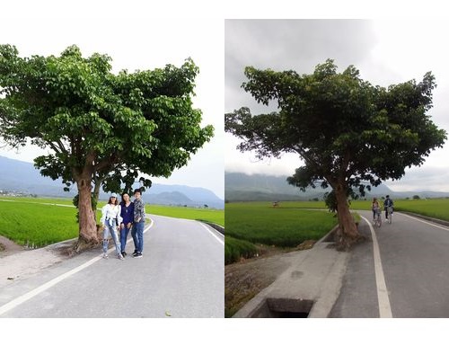 ジョリンの木(左=ジョリン・ツァイ公式フェイスブックより、右=記者撮影)