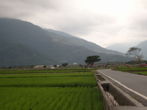 ジョリンの木付近から見た金城武の木(中央)