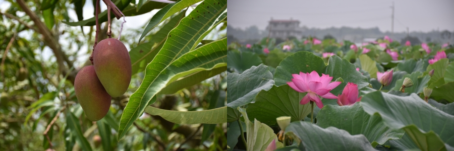 台南市南化区の省道台3線沿いのマンゴー畑に実るマンゴー（左）と同市白河区のハス池（右）。