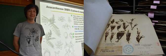 植物標本館館長の胡哲明教授（左）。初代館長の工藤祐舜が採集した標本（右）。日本統治時代の館長には、日比野信一（1933年）、正宗厳敬（1940～43年）などもいる。