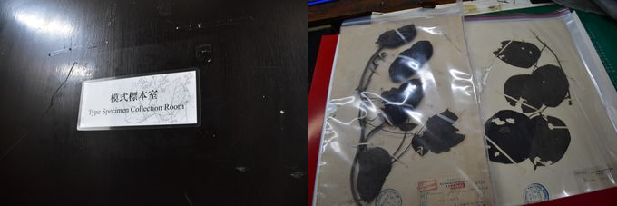 模式標本は、一般の標本と別の部屋に保管されている（左）。日本統治時代に採集された模式標本（右）