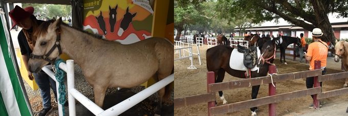 園内に点在する馬と触れ合えるコーナー（左）、乗馬体験コーナー（右）