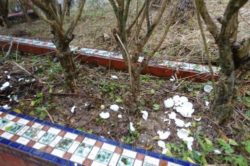 墓を囲む溝にまかれた卵の殻