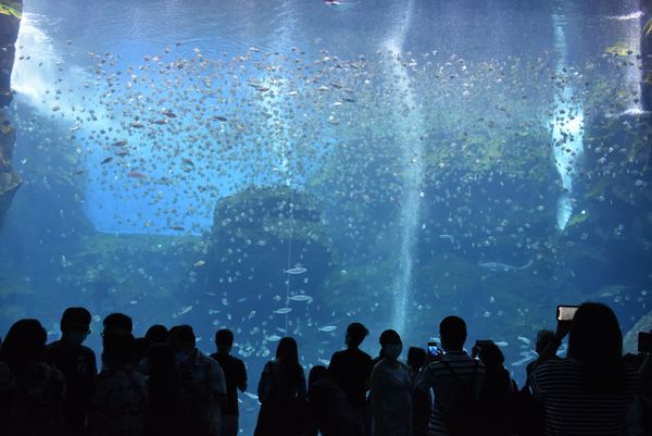 約6000尾のヒメツバメウオの群れが音楽に合わせて泳ぐ大水槽。館内展示エリアの音楽は、作曲家の久石譲さんが手掛けた。