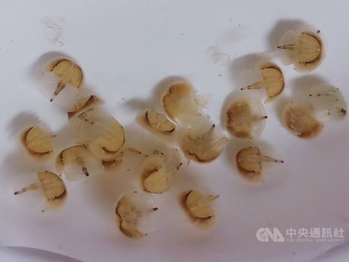 嘉義県、カブトガニの自然繁殖に成功　絶滅の危機から救う