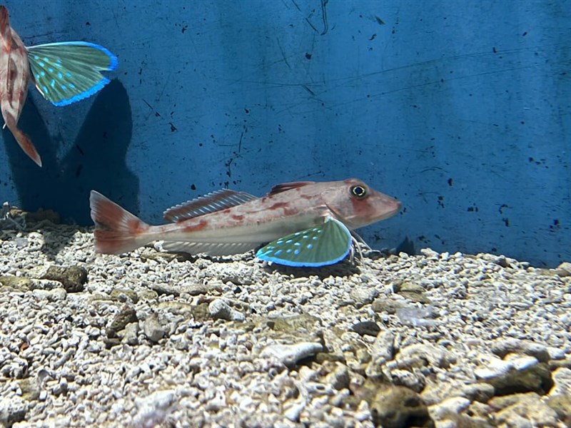 国立海洋生物博物館提供