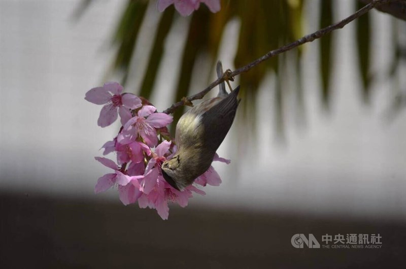 サクラの枝で蜜をついばむ台湾固有種のカンムリチメドリ