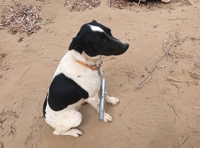 野良犬 首輪 オファー