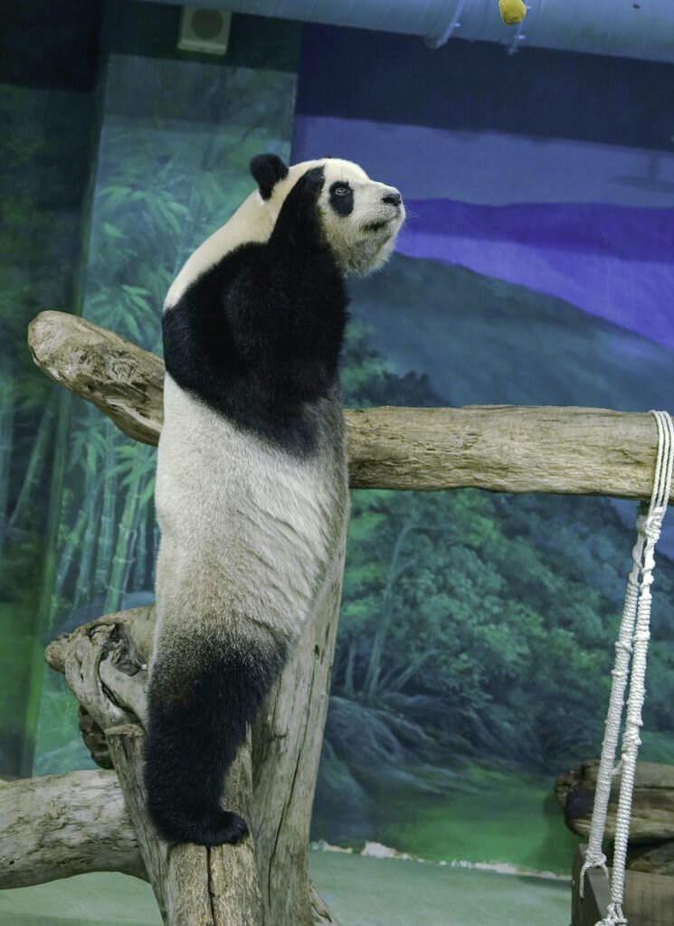耳を立てて音の方向を把握するパンダの「円仔」＝台北市立動物園提供