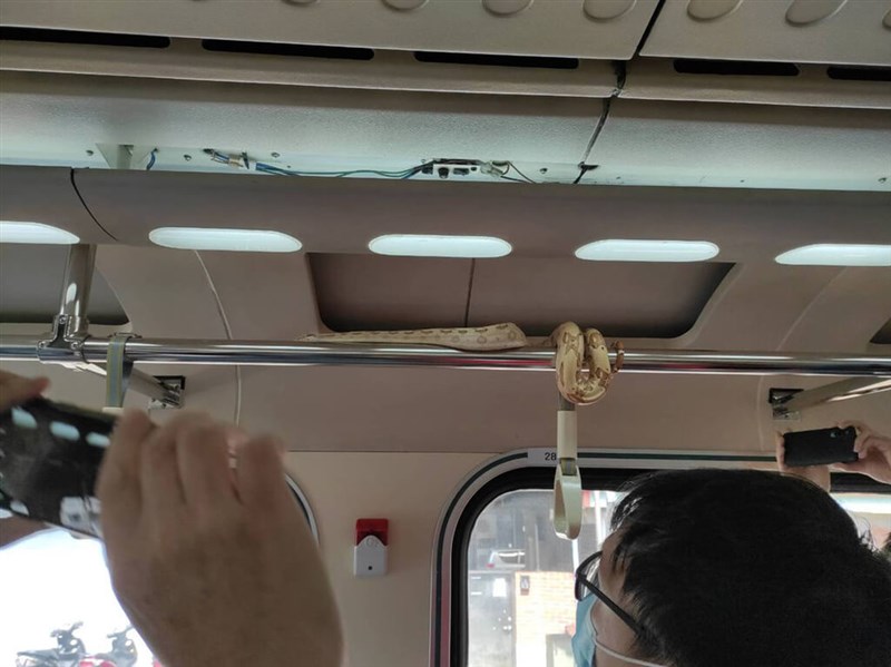 18日午前、台湾鉄路管理局（台鉄）の特急自強号車内で発見されたヘビ（宜蘭県政府消防局提供）