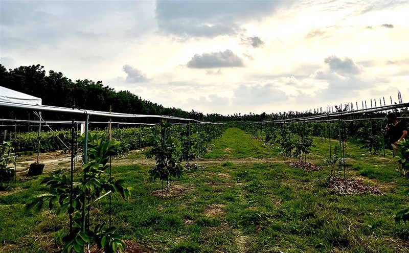 潘さん一家の農園(台湾好基金会提供)