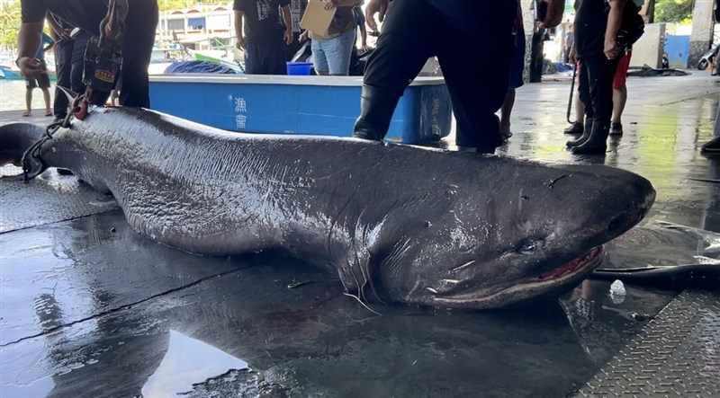 台東に大きな深海ザメ 体長約4メートル、「生きた化石 