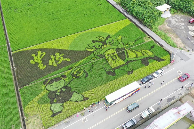 中部苗栗県、豊作を祝う田んぼアートお目見え 4種の水稲使い分け