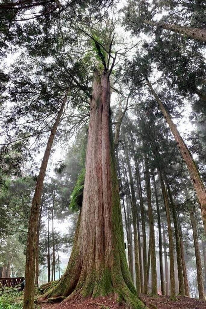 嘉義林区管理処提供