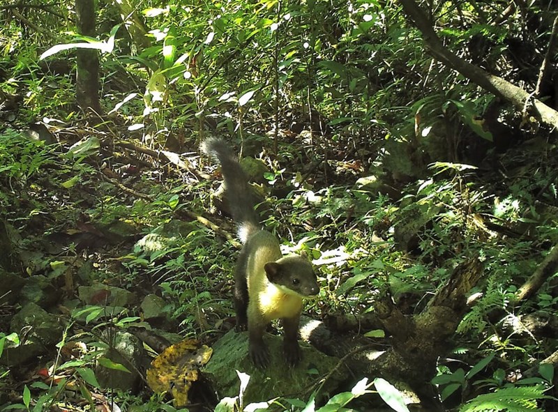 キエリテン＝特有生物研究保育センター提供