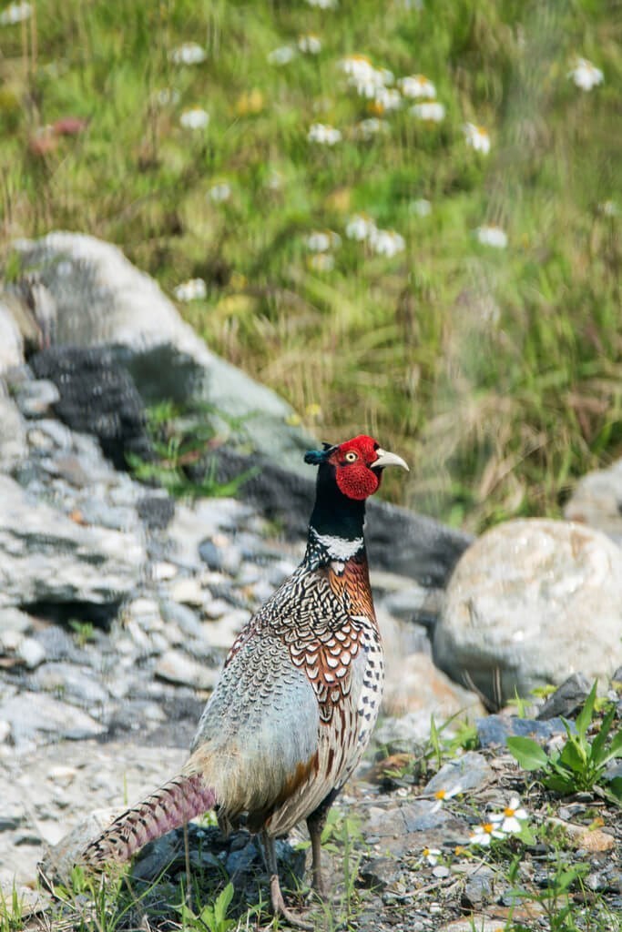 台湾希少種のコウライキジ＝特有生物研究保育センター提供