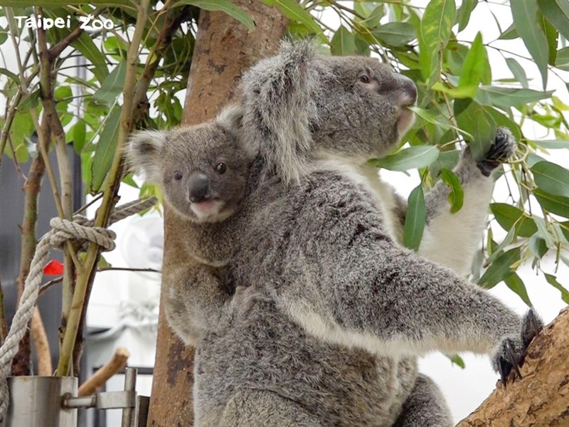 台北市立動物園提供