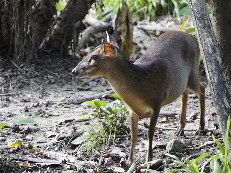 シカ科のキョン、臆病でかわいい？ 「草食だが鋭い牙に要注意」＝台北市立動物園 - フォーカス台湾