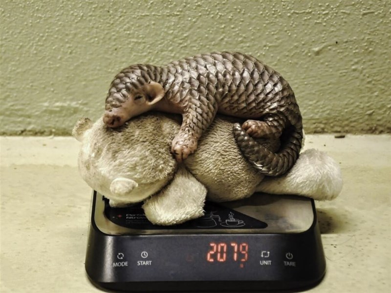極美品★世界の動物遺産 世界の動物遺産 世界編・日本編 | 岩合 光昭 |本 | 通販 | Amazon