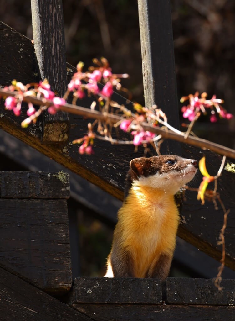 サクラの下で座る姿も＝公路総局甲仙工務段提供