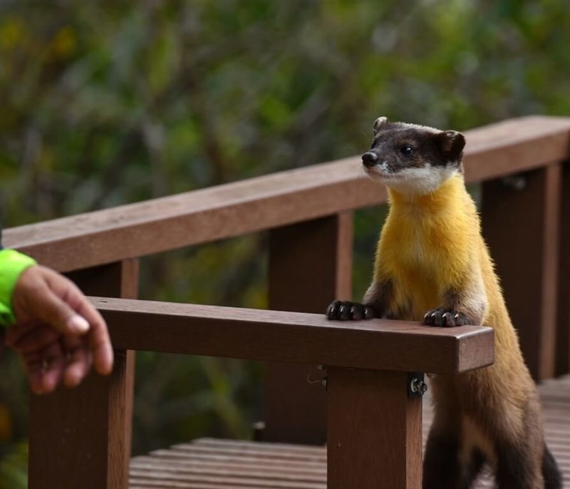 公路総局甲仙工務段提供