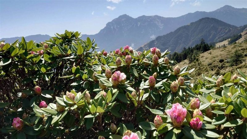 南投林区管理処提供