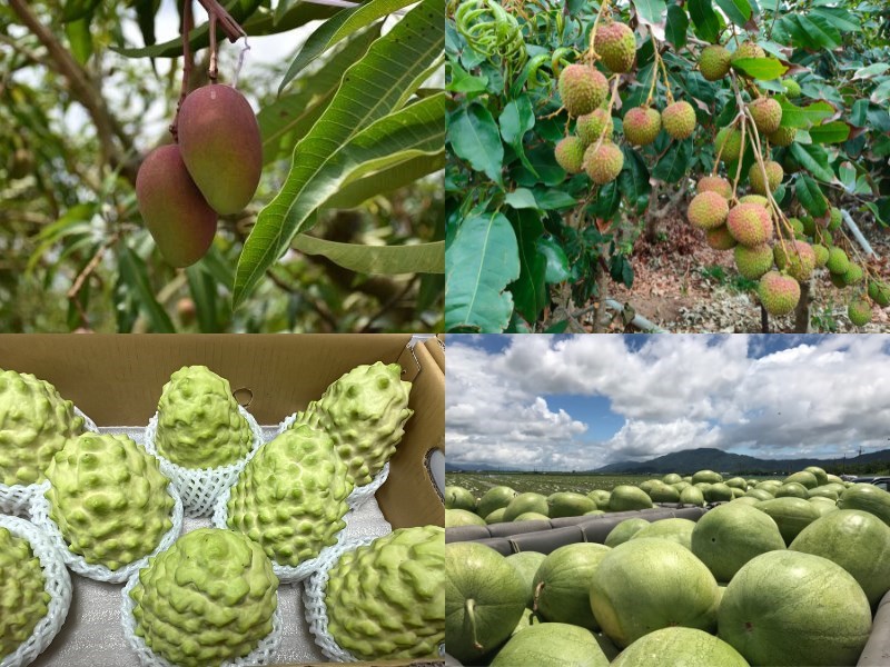 左上から時計回りにマンゴー、ライチ(中央社資料写真)、スイカ(行政院農業委員会農糧署東区分署提供)、アテモヤ(中央社資料写真)