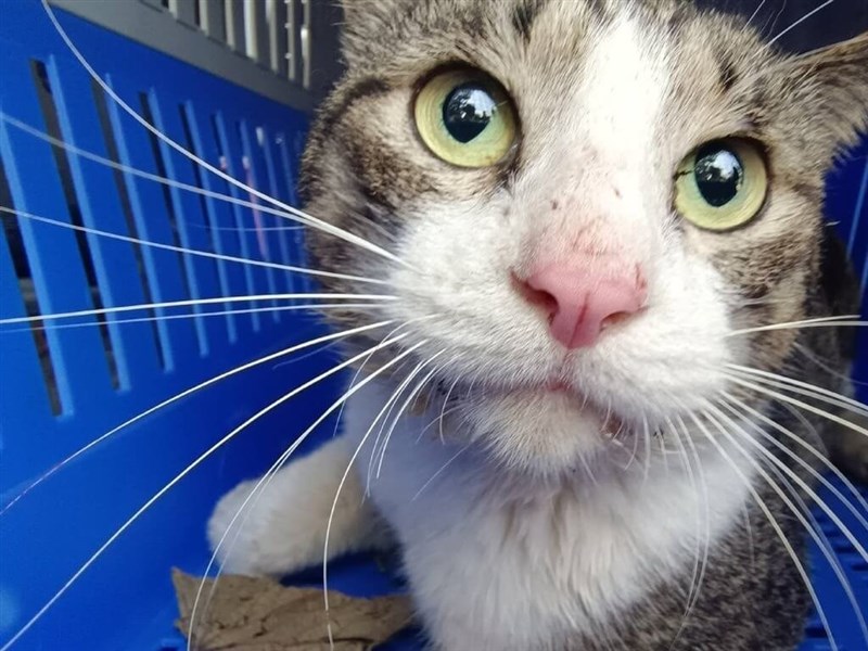 新北市政府動物保護防疫処提供